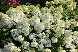 Bobo Hydrangea (Hydrangea paniculata 'ILVOBO') at Lakeshore Garden Centres