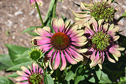 Green Twister Coneflower (Echinacea purpurea 'Green Twister') at Lakeshore Garden Centres