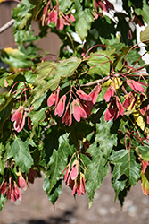 Flame Amur Maple (Acer ginnala 'Flame') at Lakeshore Garden Centres
