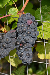 Beta Grape (Vitis 'Beta') at Lakeshore Garden Centres