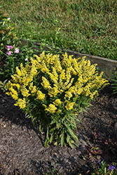 Little Lemon Goldenrod (Solidago 'Dansolitlem') at Lakeshore Garden Centres