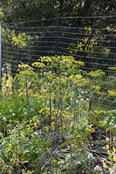 Dill (Anethum graveolens) at Lakeshore Garden Centres