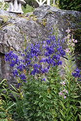 Common Monkshood (Aconitum napellus) at Lakeshore Garden Centres