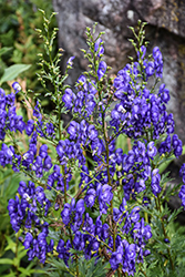 Common Monkshood (Aconitum napellus) at Lakeshore Garden Centres