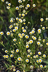 Prairie Fleabane (Erigeron strigosus) at Lakeshore Garden Centres