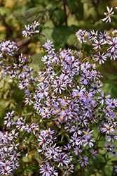 Blue Wood Aster (Symphyotrichum cordifolium) at Lakeshore Garden Centres