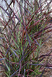Hot Rod Switch Grass (Panicum virgatum 'Hot Rod') at Lakeshore Garden Centres