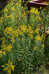 Tall Goldenrod (Solidago altissima) at Lakeshore Garden Centres