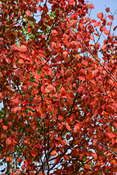 Bigtooth Aspen (Populus grandidentata) at Lakeshore Garden Centres