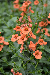 My Darling Tangerine Twinspur (Diascia 'My Darling Tangerine') at Lakeshore Garden Centres