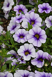 MiniFamous Neo Violet Ice Calibrachoa (Calibrachoa 'KLECA18504') at Lakeshore Garden Centres
