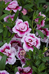 MiniFamous Double PinkTastic Calibrachoa (Calibrachoa 'MiniFamous Double Pinktastic') at Lakeshore Garden Centres