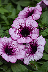 Surprise Raspberry Jam Petunia (Petunia 'Surprise Raspberry Jam') at Lakeshore Garden Centres