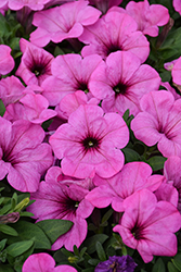 Potunia Plus Pinkalicious Petunia (Petunia 'Potunia Plus Pinkalicious') at Lakeshore Garden Centres