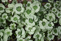 4 Luck Green Glow Clover (Trifolium repens '4 Luck Green Glow') at Lakeshore Garden Centres