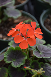 Brocade Fire Night Geranium (Pelargonium 'Brocade Fire Night') at Lakeshore Garden Centres