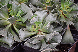 Crinkle-leaf Plant (Adromischus cristatus) at Lakeshore Garden Centres