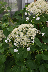 Climbing Hydrangea (Hydrangea anomala 'var. petiolaris') at Lakeshore Garden Centres