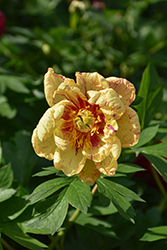 Lollipop Itoh Peony (Paeonia 'Lollipop') at Lakeshore Garden Centres