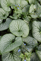 Sterling Silver Bugloss (Brunnera macrophylla 'Sterling Silver') at Lakeshore Garden Centres