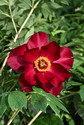 Scarlet Heaven Itoh Peony (Paeonia 'Scarlet Heaven') at Lakeshore Garden Centres