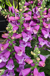 Dalmatian Purple Foxglove (Digitalis purpurea 'Dalmatian Purple') at Lakeshore Garden Centres