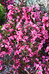 Wine and Roses Weigela (Weigela florida 'Alexandra') at Lakeshore Garden Centres