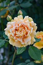 Golden Celebration Rose (Rosa 'Golden Celebration') at Lakeshore Garden Centres