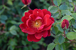 Oso Easy Urban Legend Rose (Rosa 'ChewPatout') at Lakeshore Garden Centres