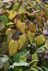 After Midnight Barrenwort (Epimedium 'After Midnight') at Lakeshore Garden Centres