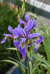 Purple Flame Blue Flag Iris (Iris versicolor 'Purple Flame') at Lakeshore Garden Centres