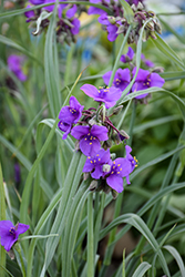 Concord Grape Spiderwort (Tradescantia x andersoniana 'Concord Grape') at Lakeshore Garden Centres