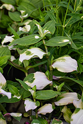 Blushing Bride Spiderwort (Tradescantia 'Blushing Bride') at Lakeshore Garden Centres
