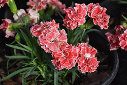 Constant Beauty Crush Orange Pinks (Dianthus 'Constant Beauty Crush Orange') at Lakeshore Garden Centres