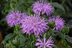 Blue Moon Beebalm (Monarda 'Blue Moon') at Lakeshore Garden Centres