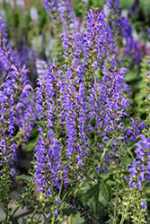 Blue By You Meadow Sage (Salvia nemorosa 'Balsalbyu') at Lakeshore Garden Centres