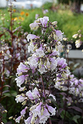 Pocahontas Beard Tongue (Penstemon digitalis 'Pocahontas') at Lakeshore Garden Centres