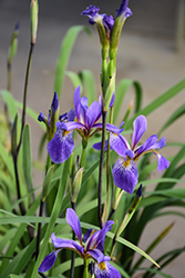 Purple Flame Blue Flag Iris (Iris versicolor 'Purple Flame') at Lakeshore Garden Centres