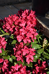 Nova Zembla Rhododendron (Rhododendron 'Nova Zembla') at Lakeshore Garden Centres