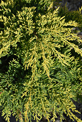 Daub's Frosted Juniper (Juniperus x media 'Daub's Frosted') at Lakeshore Garden Centres
