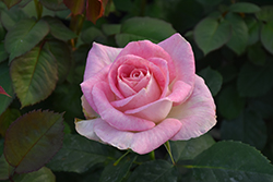 Painted Porcelain Rose (Rosa 'WEKmostadabre') at Lakeshore Garden Centres