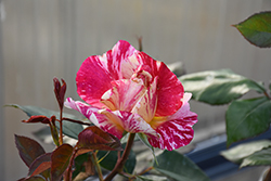 Maurice Utrillo Rose (Rosa 'Delstavo') at Lakeshore Garden Centres