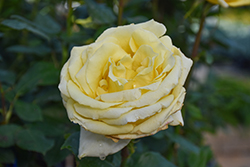 Sunny Delight Rose (Rosa 'Sunny Delight') at Lakeshore Garden Centres