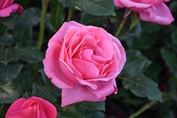 Grandma's Blessing Rose (Rosa 'Grandma's Blessing') at Lakeshore Garden Centres