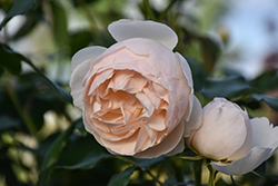 Lichfield Angel Rose (Rosa 'Lichfield Angel') at Lakeshore Garden Centres