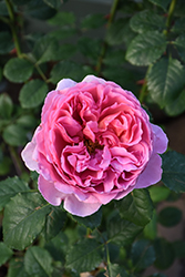 Princess Alexandra Of Kent Rose (Rosa 'Ausmerchant') at Lakeshore Garden Centres