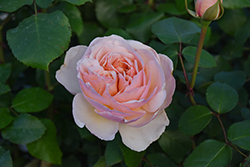 Moonlight In Paris Rose (Rosa 'DELanac') at Lakeshore Garden Centres