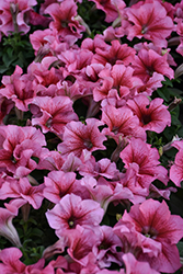Pretty Grand Summer Petunia (Petunia 'Pretty Grand Summer') at Lakeshore Garden Centres