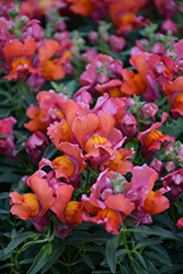 Snapshot Orange Snapdragon (Antirrhinum majus 'PAS409638') at Lakeshore Garden Centres