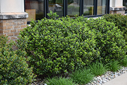 Blue Prince Meserve Holly (Ilex x meserveae 'Blue Prince') at Lakeshore Garden Centres